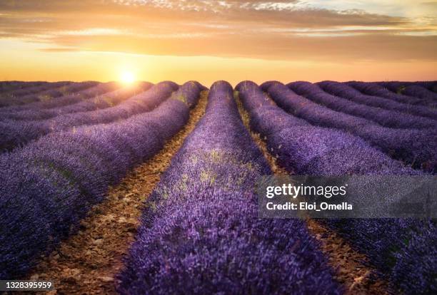 lavender field at sunset - lavender coloured stock pictures, royalty-free photos & images