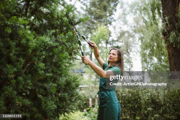 woman trimming hedge with scissors. - beskära bildbanksfoton och bilder