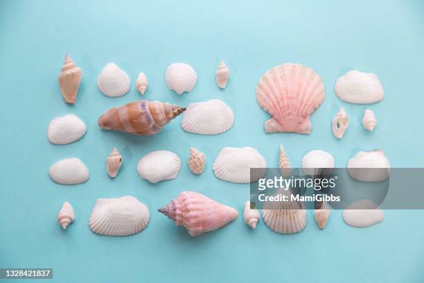 lots of colorful shellfish - conchiglia foto e immagini stock