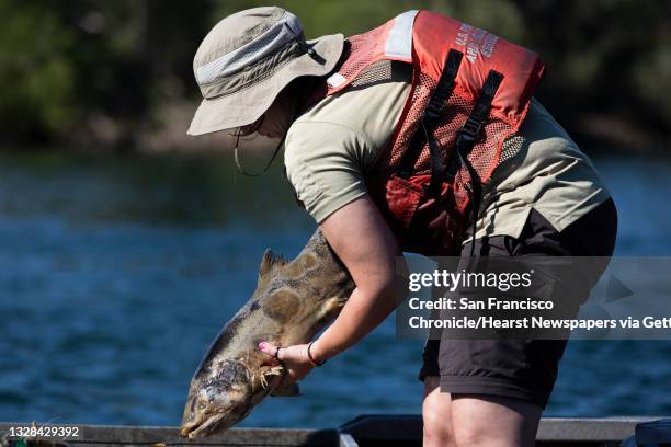 Fish & Wildlife fish biologist Sarah Austing surveys and tags a dead salmon while working alongside and technicians with Pacific States Marine...