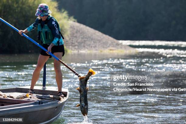 Pacific States Marine Fisheries Commission fisheries technician Kaitlin Whittom pulls a dead salmon from the Sacramento River while working alongside...