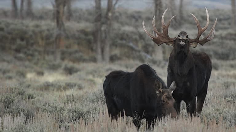 Cow Breeding Videos and HD Footage - Getty Images