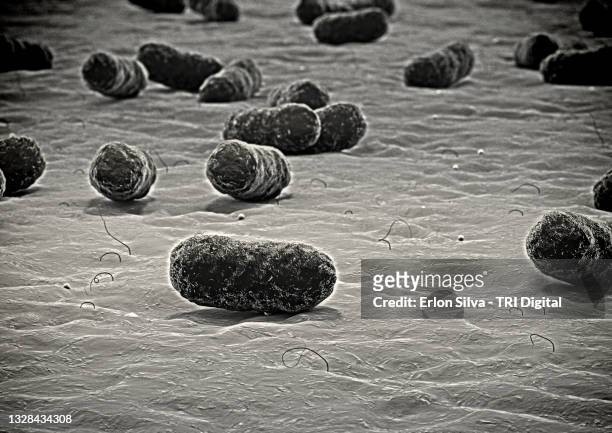 microscopic view of bacteria or virus moving on a surface of a living organism - virus organism stock-fotos und bilder