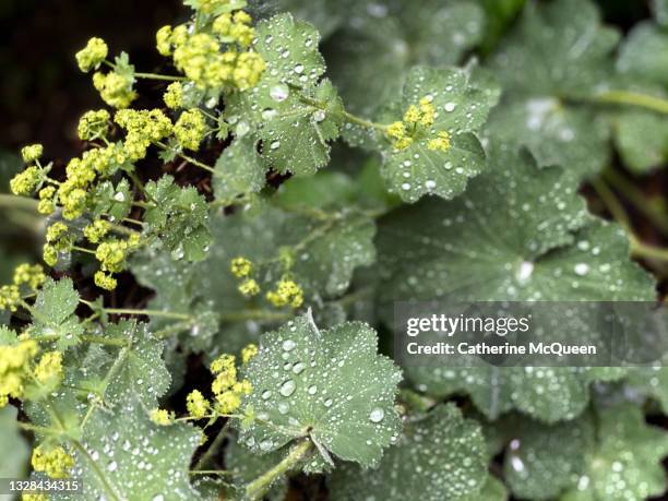 lady’s mantle in the garden with raindrops - pie de león fotografías e imágenes de stock