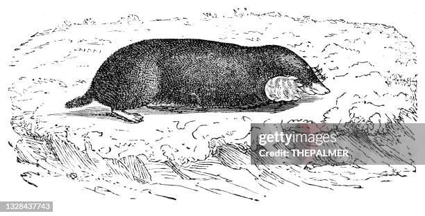 mole engraving 1893 - mole stock illustrations