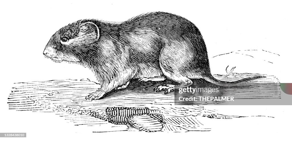 Vole engraving 1893