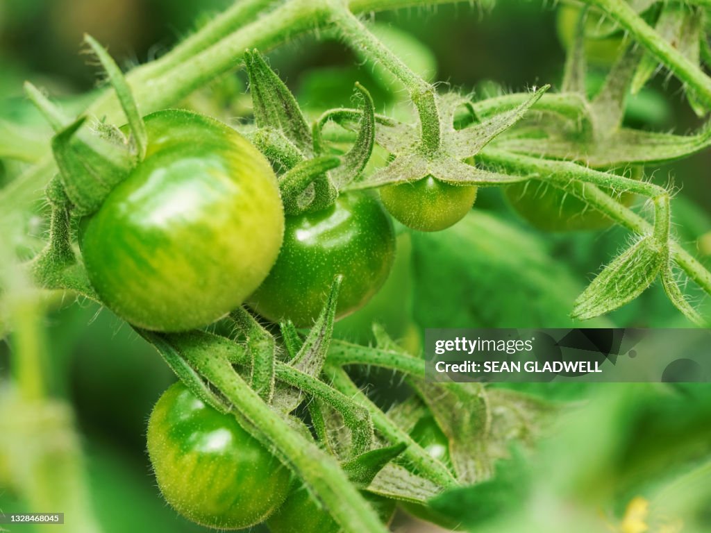 Green tomatoes