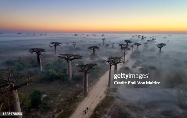 sunrise over allee de baobab, madagascar - baobab stockfoto's en -beelden