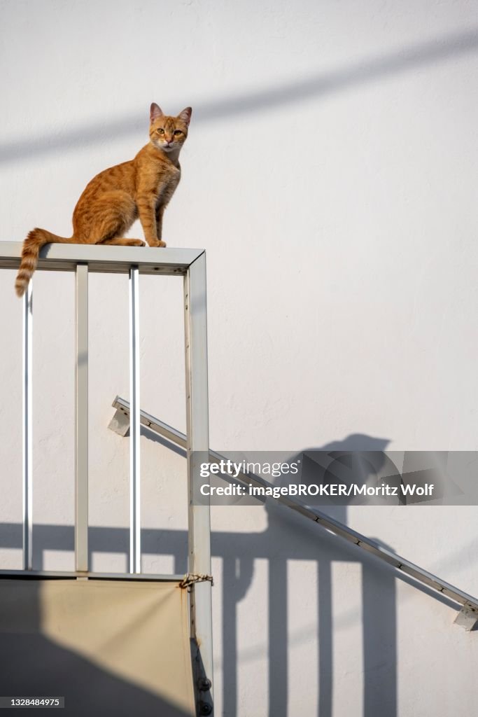 Tabby cat sitting on railing, shadow on wall, Paros, Cyclades, Aegean Sea, Greece
