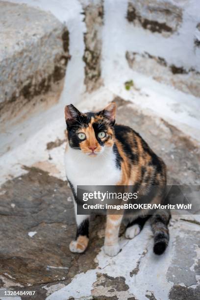 black and yellow tabby cat in an alley, paros, cyclades, aegean sea, greece - sea wolf fish stock pictures, royalty-free photos & images
