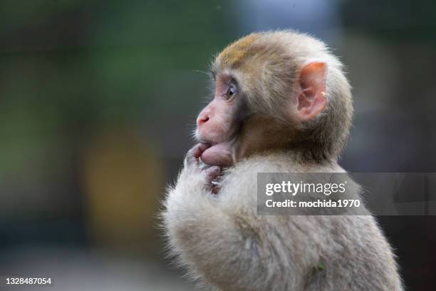 snow monkey - funny monkeys stockfoto's en -beelden