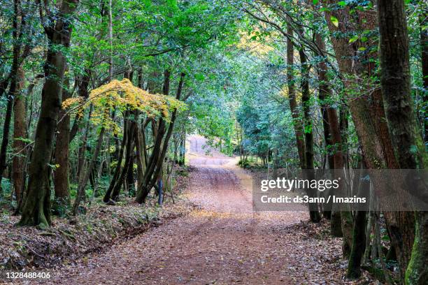 landscape of healing forest, jeju island, south korea - seogwipo stock pictures, royalty-free photos & images