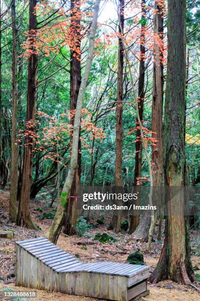 landscape of healing forest, jeju island, south korea - seogwipo stock pictures, royalty-free photos & images