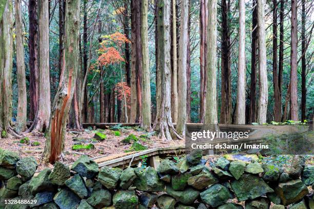 landscape of healing forest, jeju island, south korea - seogwipo stock pictures, royalty-free photos & images