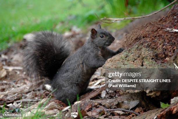 Black Squirrel In Stanley Park Vancouver , Foto de stock
