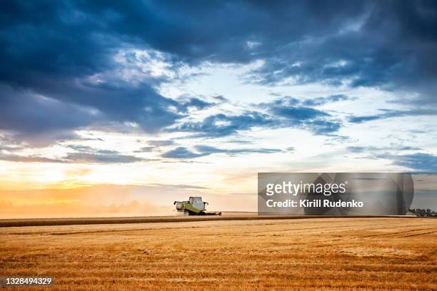 harvester in a wheat field at sunset - field stubble stock pictures, royalty-free photos & images