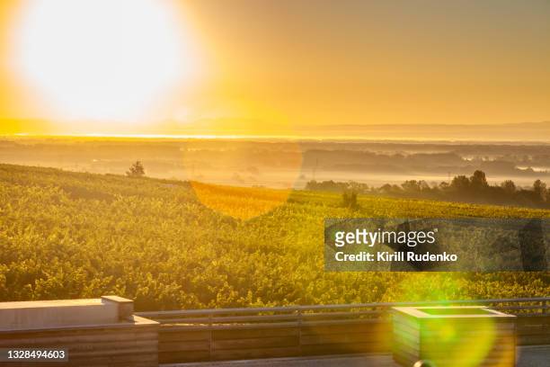 sunrise over vineyards in alsace - alsazia foto e immagini stock