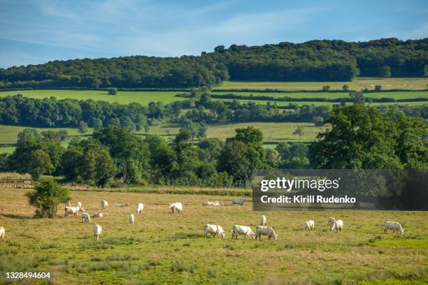 charolais cows grazing - charolais rind stock-fotos und bilder