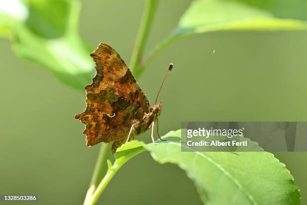 c-falter - comma butterfly stock pictures, royalty-free photos & images