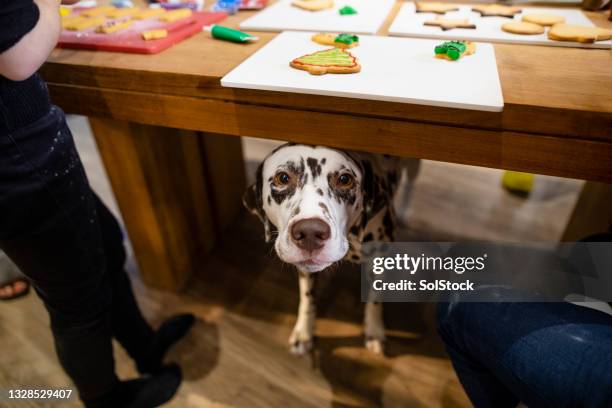 i want a cookie - dog dinner table stock pictures, royalty-free photos & images