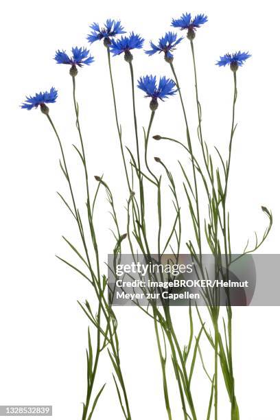 cornflowers (cyanus segetum) on white background, studio shot, germany - centáurea imagens e fotografias de stock