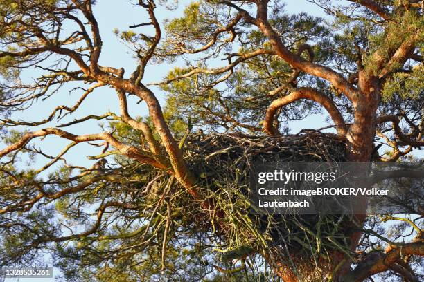 white-tailed eagle (haliaeetus albicilla), nest in a pine tree, naturpark flusslandschaft peenetal, mecklenburg-western pomerania, germany - white tailed eagle stock pictures, royalty-free photos & images