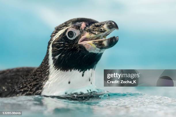 retrato de pinguim humboldt nadando - preservação da fauna selvagem - fotografias e filmes do acervo