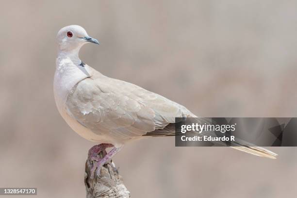 turkish turtle dove - turtle doves stock pictures, royalty-free photos & images