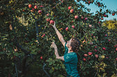 Young beautiful girl picking red apples