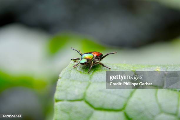 japanese beetle - introduced species stock pictures, royalty-free photos & images