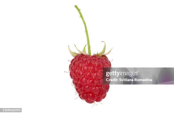 Isolated Rasberry 42 Raspberry Plant Isolated Stock Photos, High-Res Pictures, and Images ...