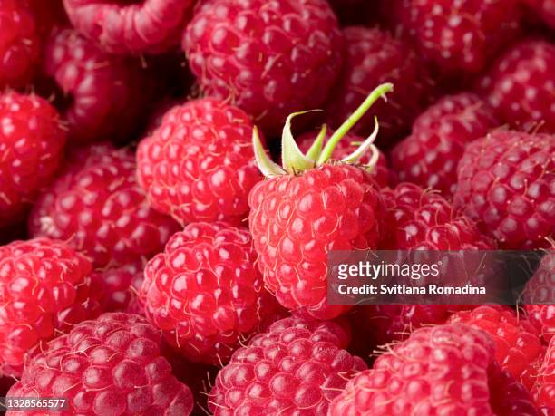 food background with fresh raspberries - framboeseiro imagens e fotografias de stock
