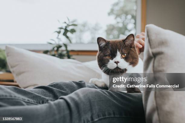 beautiful cat lays on his owners lap - cat owner stock pictures, royalty-free photos & images