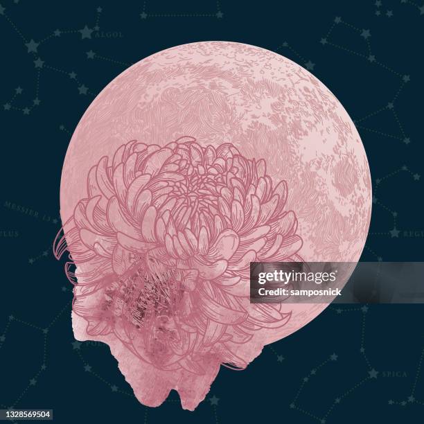 ilustrações de stock, clip art, desenhos animados e ícones de lunar month of may flower chrysanthemum moon - crisântemo