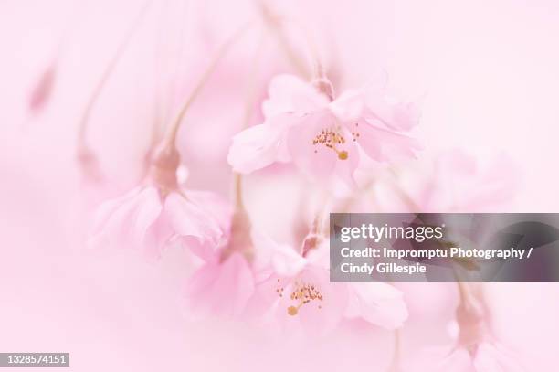 cluster of weeping cherry blooms in detail - cherry gillespie stockfoto's en -beelden