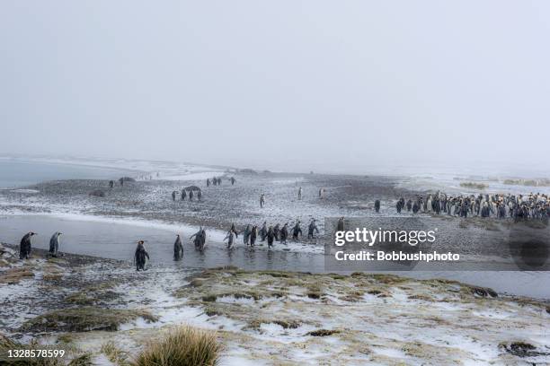 king penguins at st. andrews bay on south georgia island - south sandwich islands stock pictures, royalty-free photos & images