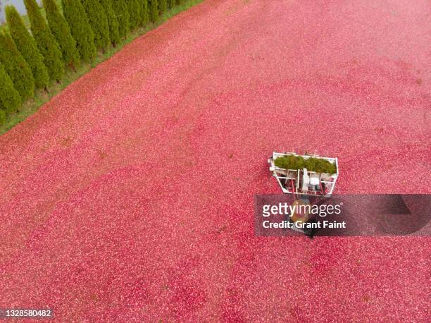 drone view of man harvesting cranberries - cranberry harvest stock-fotos und bilder