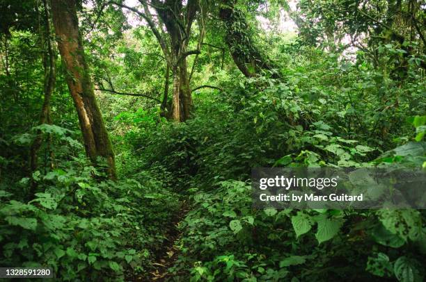 dense rainforest, habitat for the endangered mountain gorilla (gorilla beringei beringei), virunga national park, democratic republic of congo - congo 個照片及圖片檔