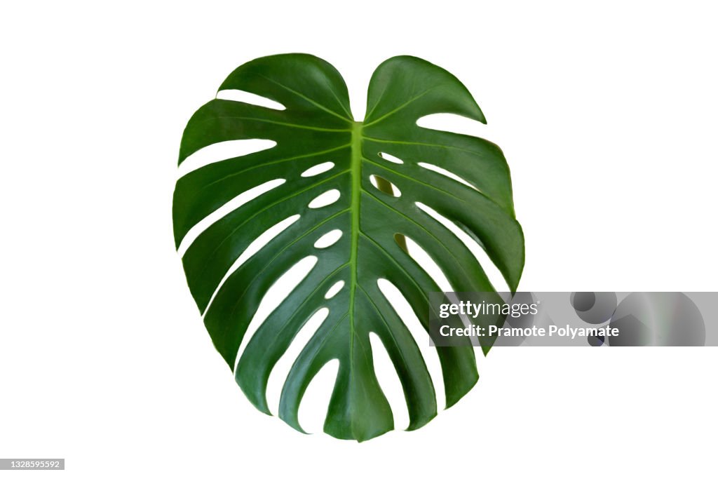 Monstera deliciosa, green leaves of monstera or split-leaf philodendron the tropical foliage plant growing in wild isolated on white background. Fresh green leaves branch