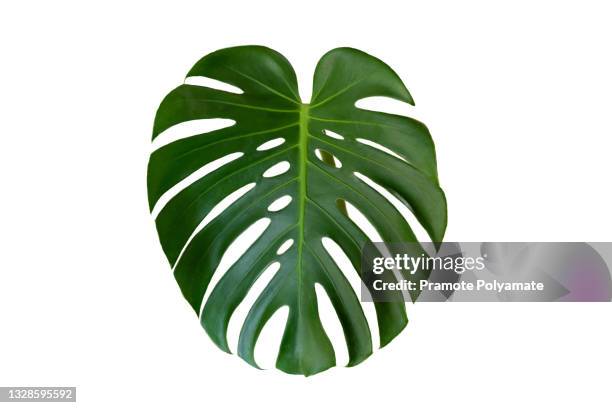monstera deliciosa, green leaves of monstera or split-leaf philodendron the tropical foliage plant growing in wild isolated on white background. fresh green leaves branch - monstera foto e immagini stock