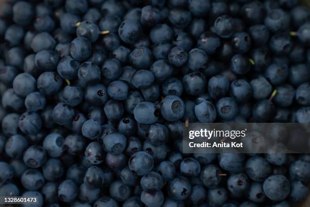 blueberries - blauwe bosbes stockfoto's en -beelden