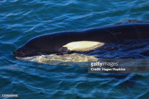 Toa the orca swims around a makeshift enclosure at Plimmerton Boating Club on July 14, 2021 in Wellington, New Zealand. The stranded male orca calf...