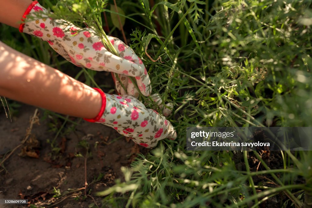 Pulling out grass in the garden. Close-up of hands in work gloves.