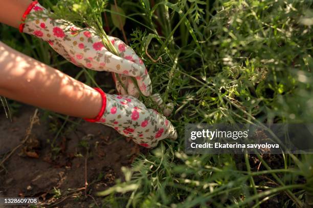 pulling out grass in the garden. close-up of hands in work gloves. - wildpflanze stock-fotos und bilder