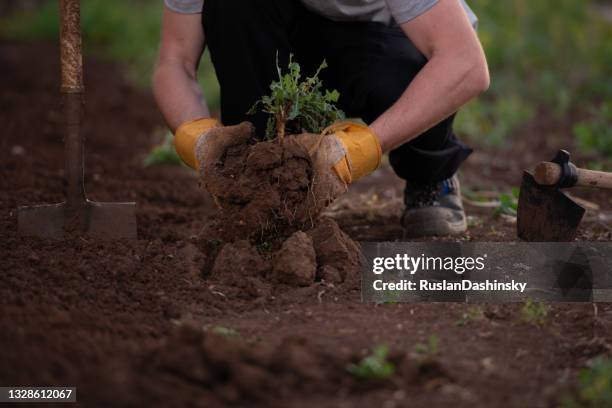 plowing the land. digging earth with shove. - plough stock pictures, royalty-free photos & images