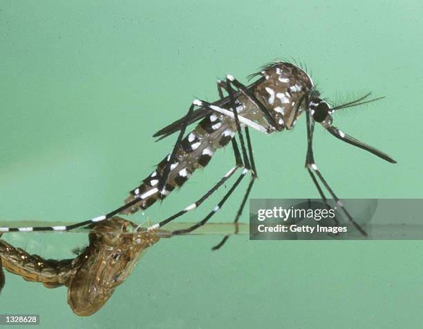 An Asian Tiger mosquito in an undated photo. Officials are warning about a rare mosquito invading the West Coast that has been known to carry Dengue...