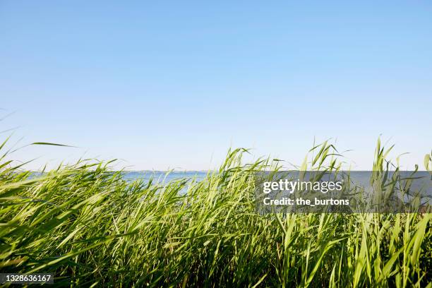 idyllic reed grass at the sea against blue sky - reed grass family stock-fotos und bilder