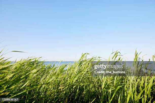 idyllic reed grass at the sea against blue sky - vass gräsfamiljen bildbanksfoton och bilder