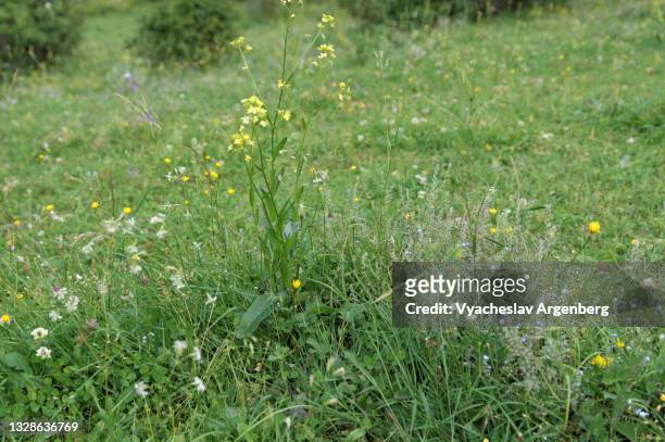 mountain grass meadow near shatili, georgia - argenberg stock pictures, royalty-free photos & images