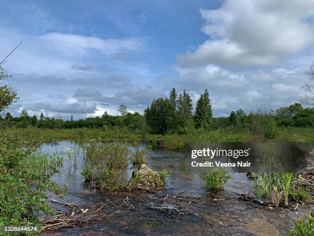 sault ste marie canal national historic site - brasenia stock pictures, royalty-free photos & images